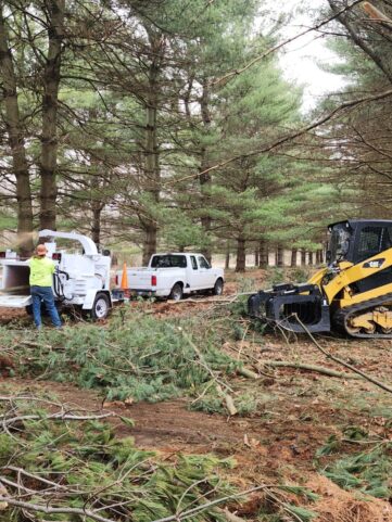 Tree Removal