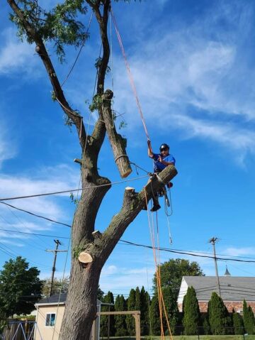 Tree Removal in Monroe County